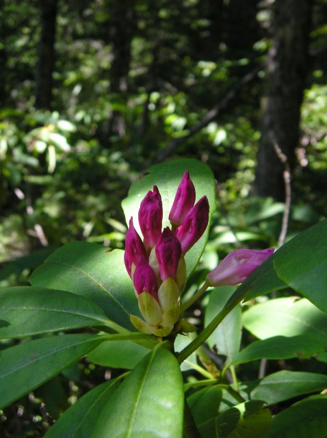 6.24-25.06 Memaloose Lake 049 